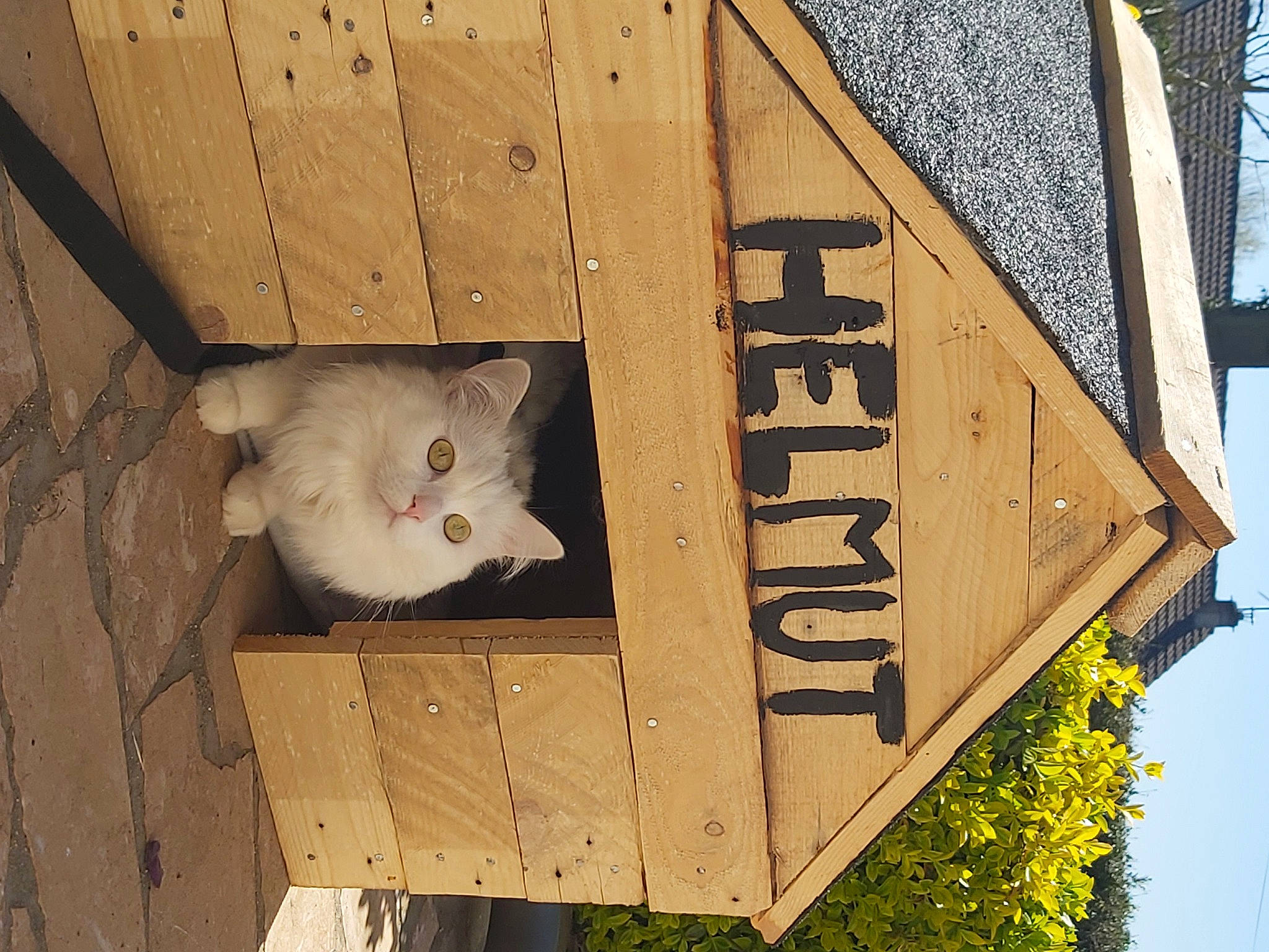 Naïa participe au concours pour gagner de l'argent avec cette photo : animal_shelter, birdhouse, carnivore, cat, felidae, fur, home, house, kitten, small_to_medium_sized_cats, turkish_van, wood