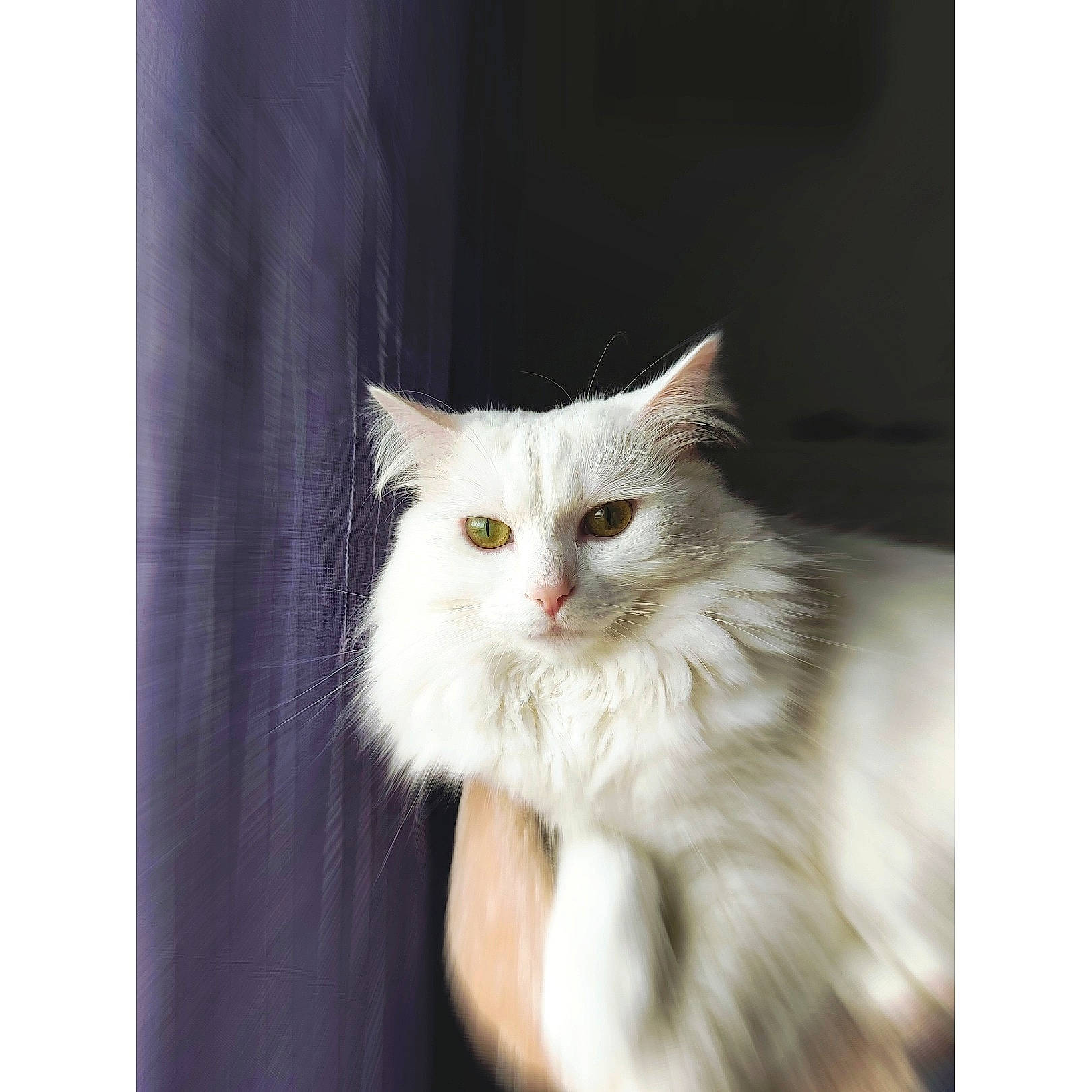 Naïa a rejoint le concours — aidez-le/la à gagner de superbes lots ! american_curl, asian_semi_longhair, british_longhair, british_semi_longhair, carnivore, cat, domestic_long_haired_cat, eye, felidae, fur, kitten, maine_coon, mammal, norwegian_forest_cat, persian, ragamuffin, small_to_medium_sized_cats, turkish_angora, vertebrate, whiskers