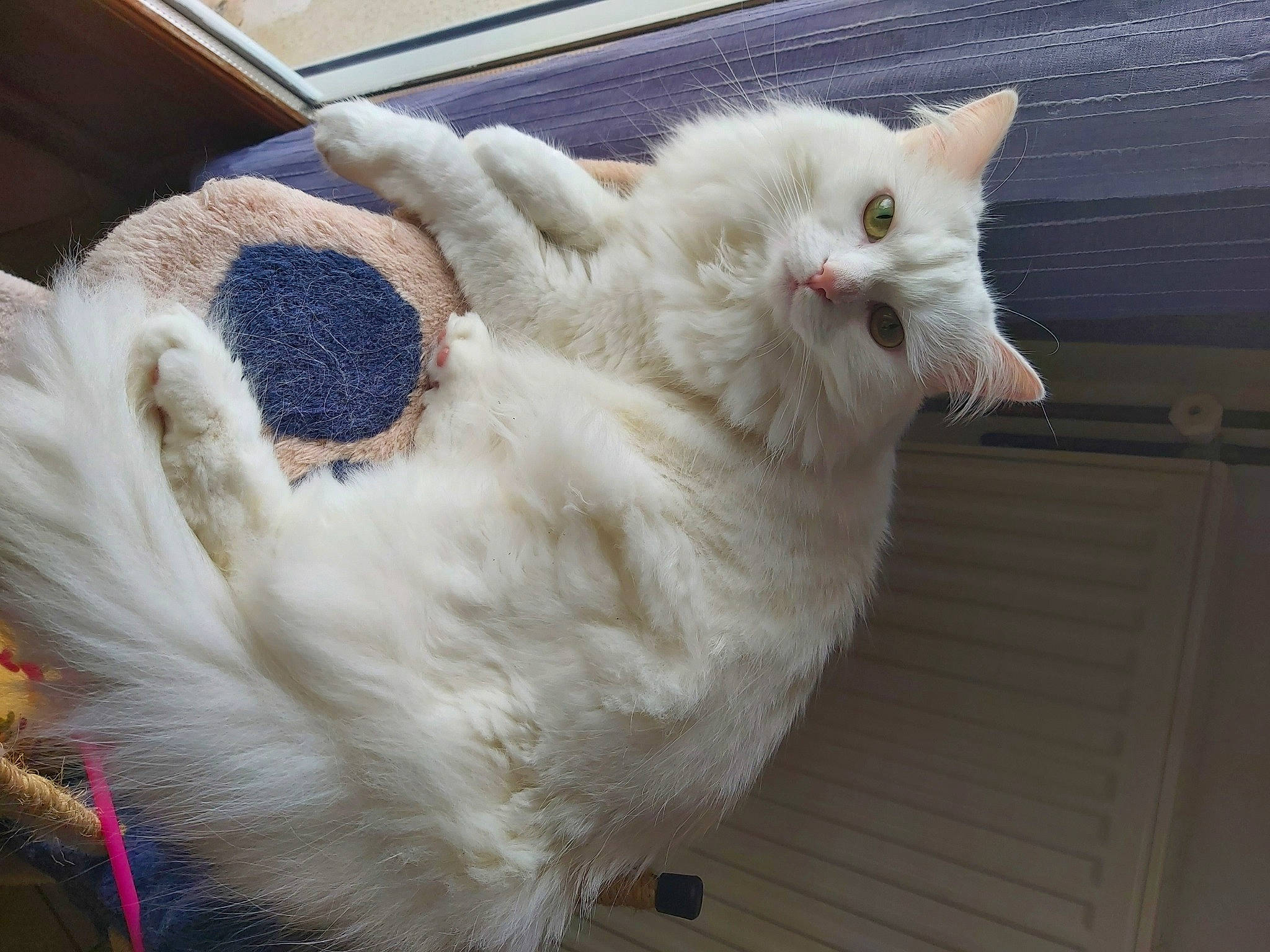 Naïa participe au concours pour gagner de l'argent avec cette photo : asian, carnivore, cat, colorpoint_shorthair, domestic_long_haired_cat, ear, eye, fawn, felidae, fur, khao_manee, nose, selkirk_rex, skin, small_to_medium_sized_cats, tail, turkish_angora, turkish_van, whiskers, white