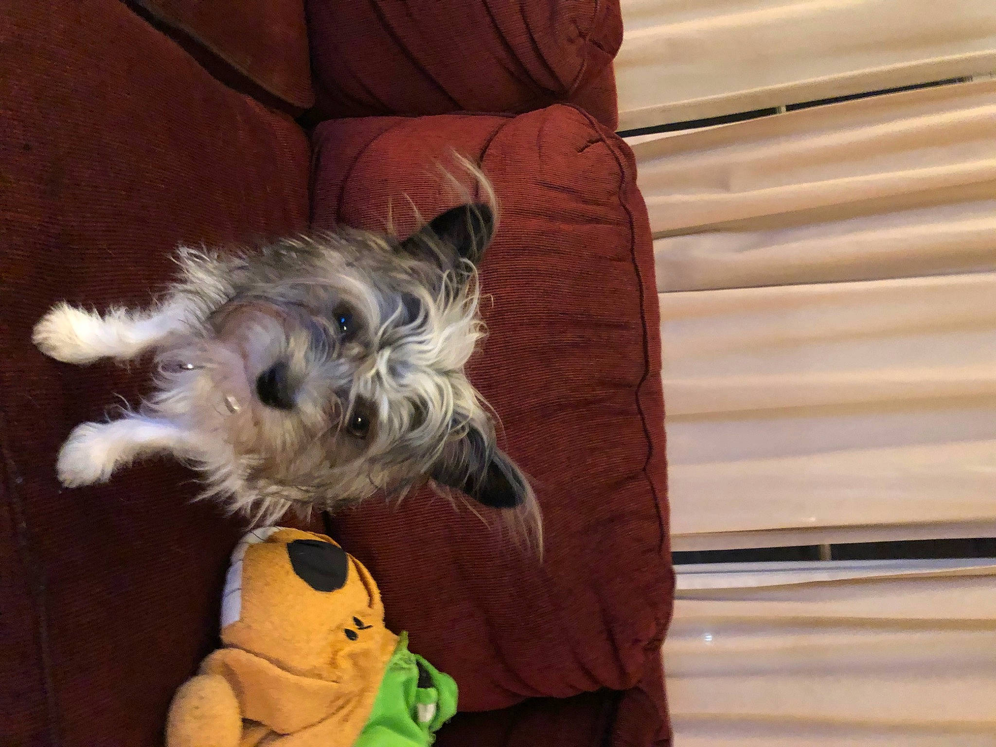 Bubba joined the competition — help win amazing prizes! canidae, carnivore, comfort, companion_dog, dog, dog_breed, dog_clothes, dog_supply, fawn, fur, pet_supply, schnauzer, small_terrier, snout, sporting_group, standard_schnauzer, terrier, toy_dog, wood, working_animal