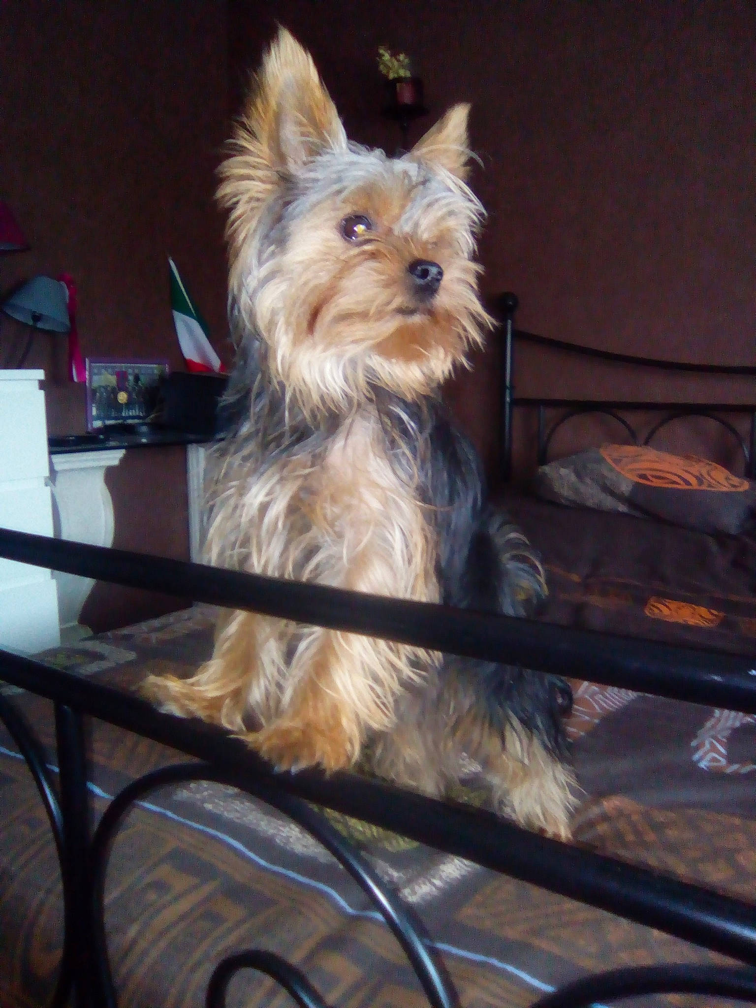 Maïko participe au concours pour gagner de l'argent avec cette photo : australian_silky_terrier, australian_terrier, biewer_terrier, cairn_terrier, canidae, carnivore, companion_dog, dog, dog_breed, fawn, mammal, morkie, norwich_terrier, rare_breed_dog, small_terrier, terrier, toy_dog, vertebrate, yorkshire_terrier