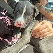 Sky joined the competition — help win amazing prizes! car_interior, casual_clothing, close_up, comfort, dog, driving, glasses, gray_fur, hand, indoor, lap, person, pink_nose, portrait, puppy, seatbelt, sunlight, tattoos, vehicle, young_adult