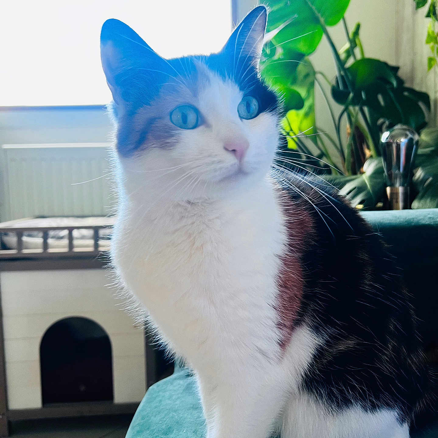 Amber a rejoint le concours — aidez-le/la à gagner de superbes lots ! angora, animal, architecture, building, cat, fireplace, furniture, indoors, jar, kitten, livingroom, manx, person, pet, plant, planter, pottedplant, pottery, room, vase