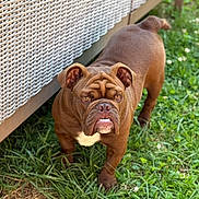 Gus is registered to the contest to win money with this photo: dog, bulldog, brown_dog, wrinkled_face, outdoor, grass, pet, animal, furniture, wicker, curious, standing, close_up, canine, nature, daylight, ears, nose, mouth, expression
