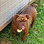 dog, bulldog, brown_dog, wrinkled_face, outdoor, grass, pet, animal, furniture, wicker, curious, standing, close_up, canine, nature, daylight, ears, nose, mouth, expression