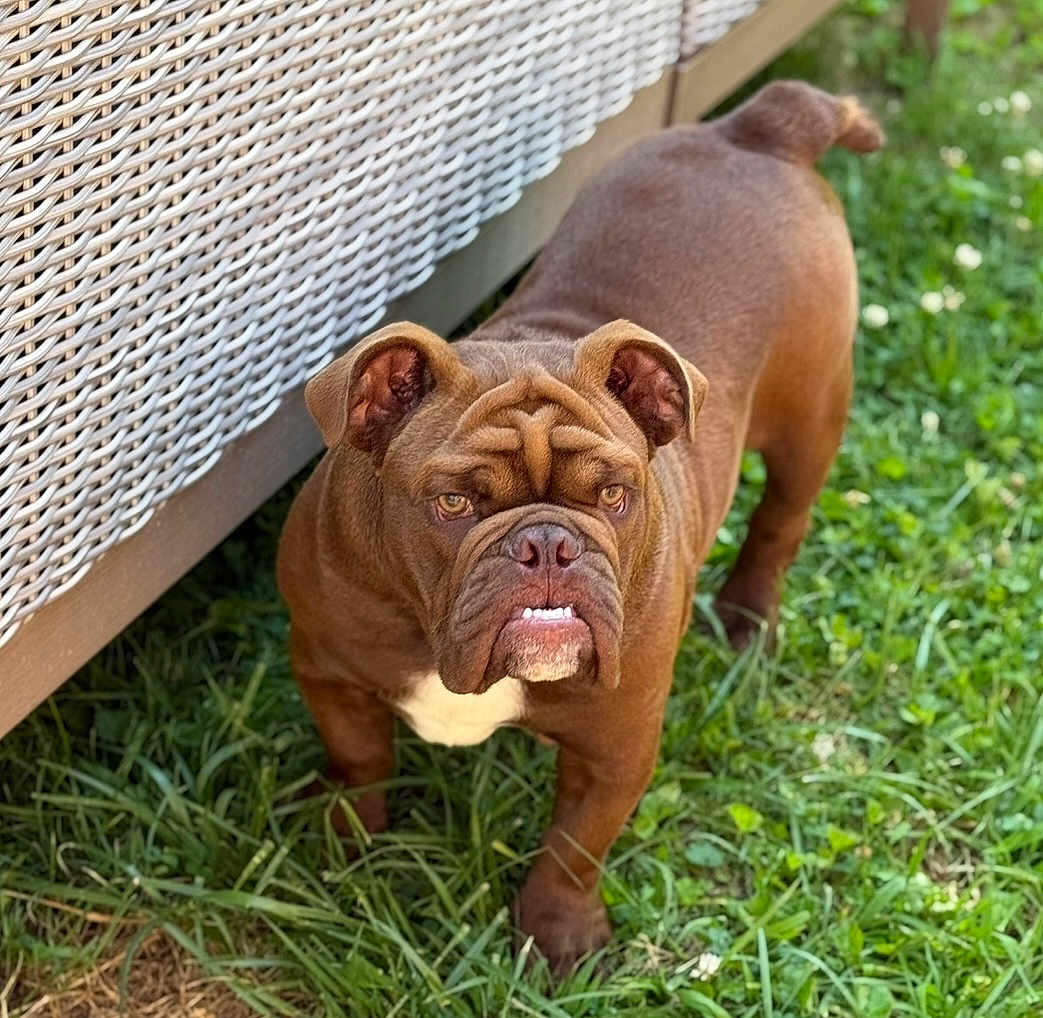 Gus