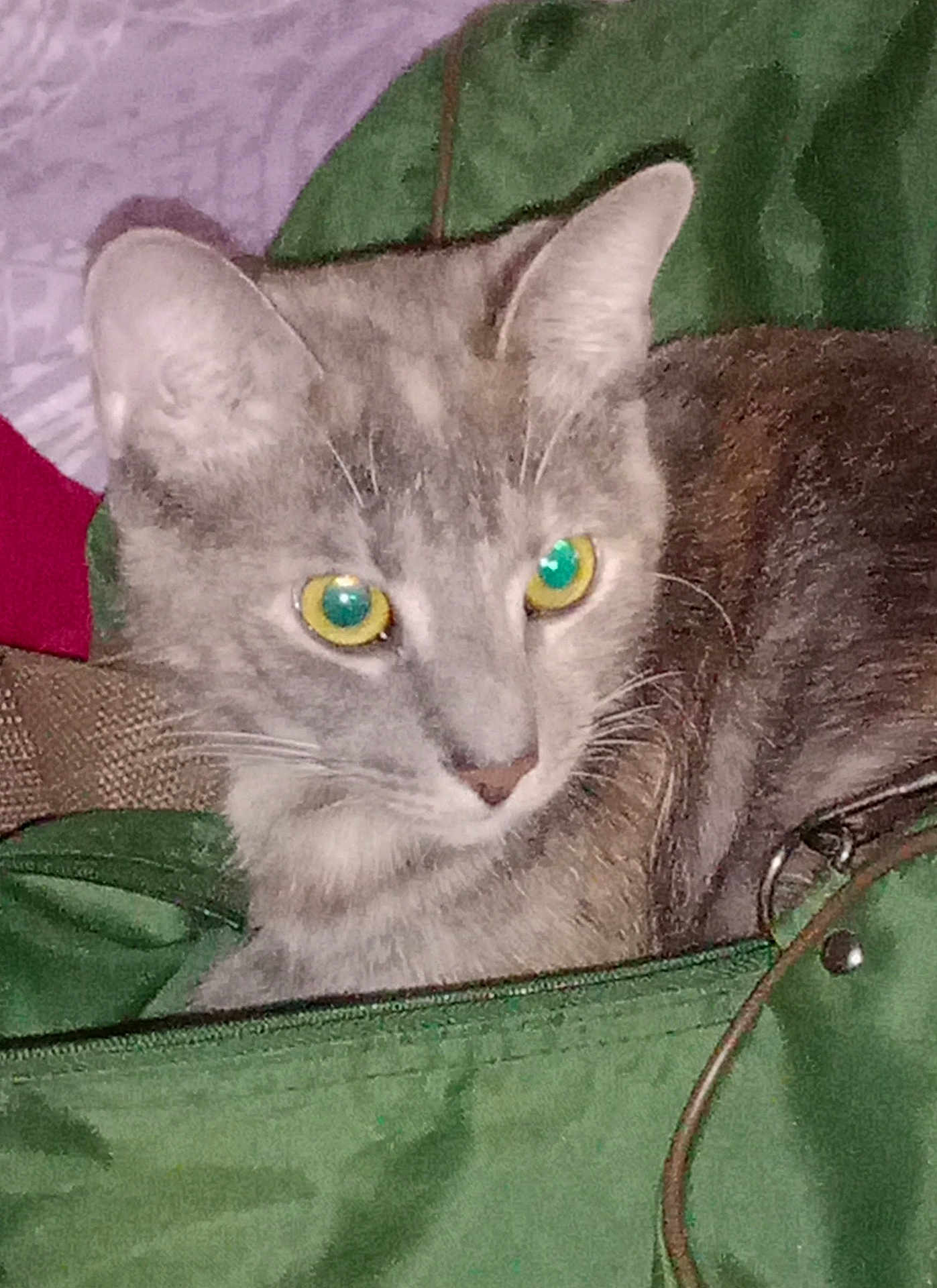 Tutu joined the competition — help win amazing prizes! cat, gray_cat, green_bag, yellow_eyes, indoor, pet, curious, feline, whiskers, ears, closeup, animal, domestic_cat, soft_fabric, background, resting, portrait, alert, cute, companion