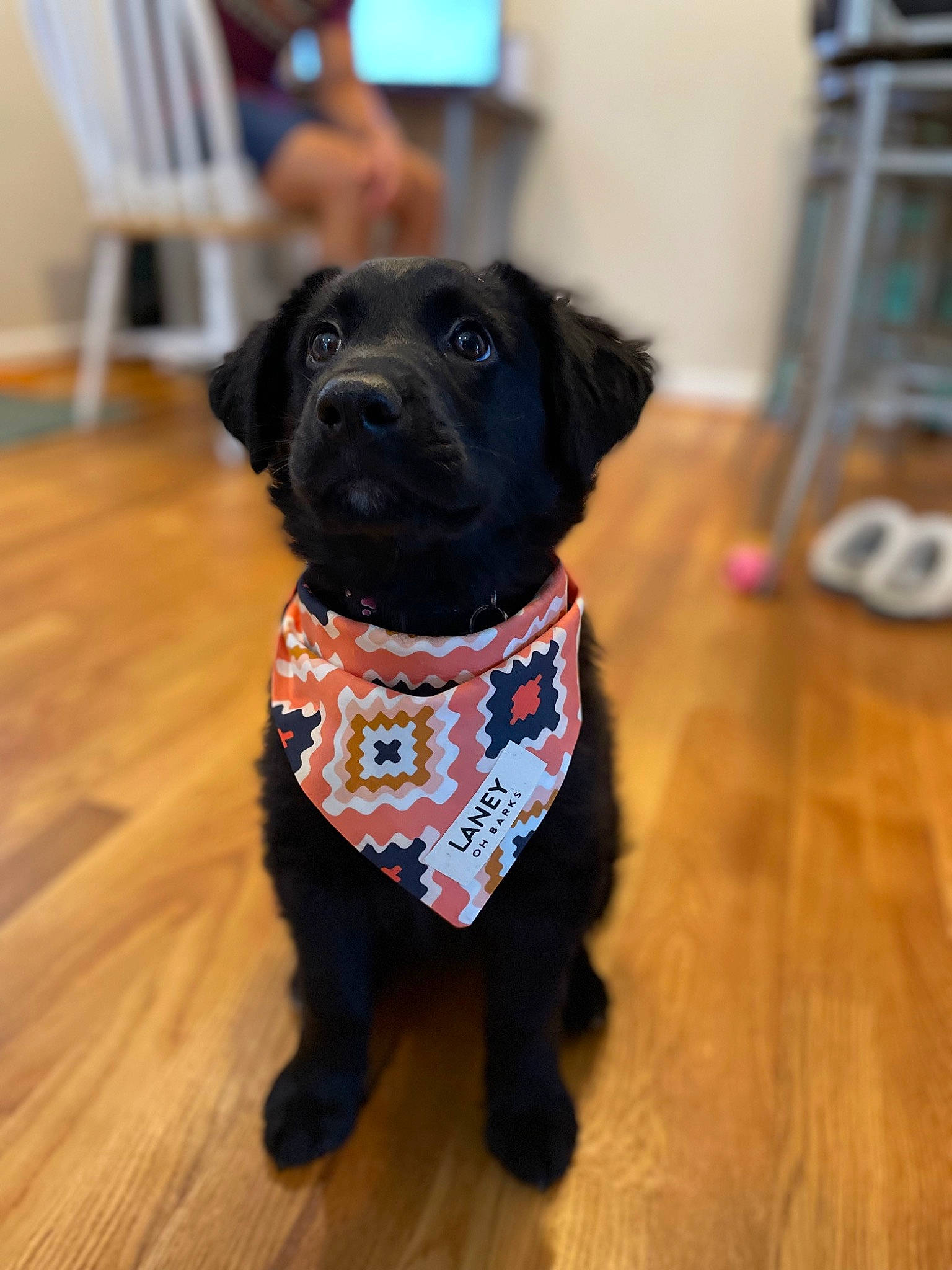 Laney is registered to the contest to win money with this photo: carnivore, collar, companion_dog, dog, dog_breed, dog_clothes, dog_collar, dog_supply, fawn, floor, flooring, fur, hardwood, laminate_flooring, leash, pet_supply, snout, wood, wood_flooring, working_animal