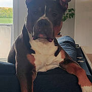 Prague a rejoint le concours — aidez-le/la à gagner de superbes lots ! dog, indoor, couch, relaxed, pet, window, plant, furniture, animal, brown_coat, white_chest, ears_up, portrait, home, natural_light, resting, houseplant, living_room, closeup, calm