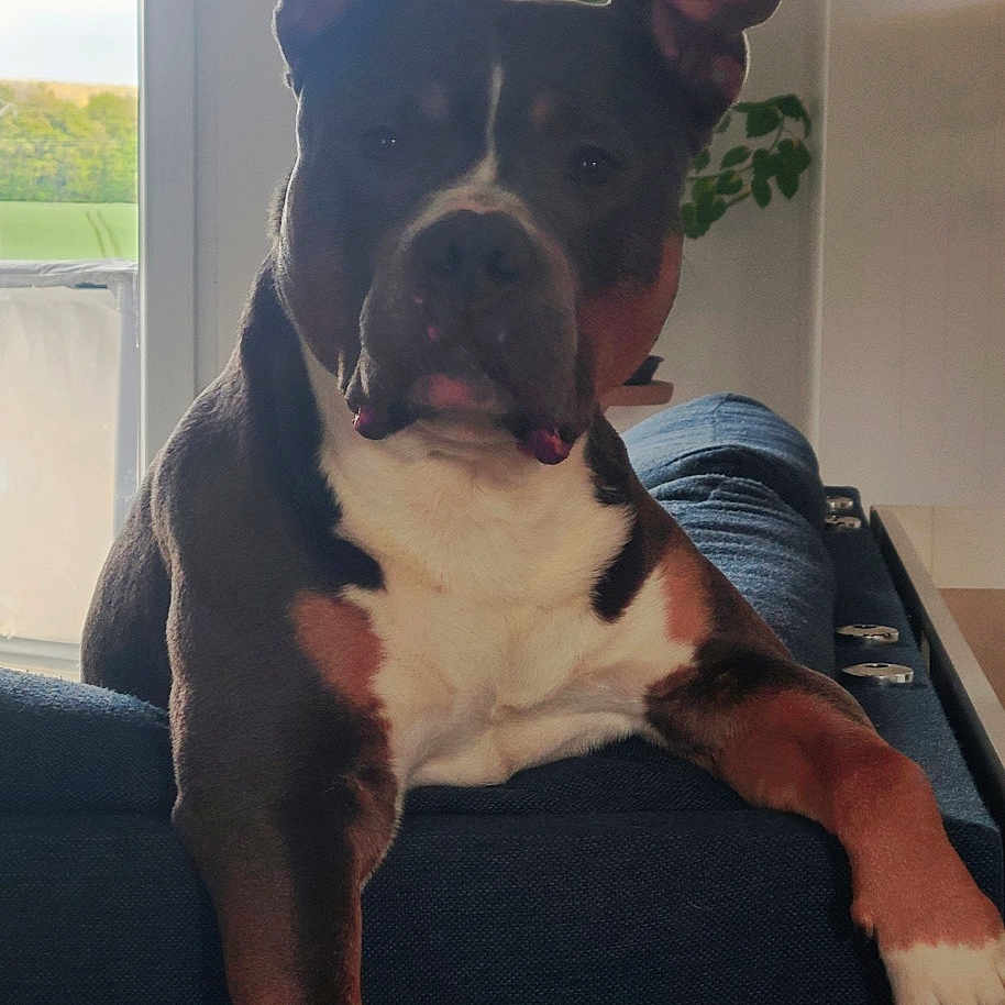 Prague a rejoint le concours — aidez-le/la à gagner de superbes lots ! animal, brown_coat, calm, closeup, couch, dog, ears_up, furniture, home, houseplant, indoor, living_room, natural_light, pet, plant, portrait, relaxed, resting, white_chest, window