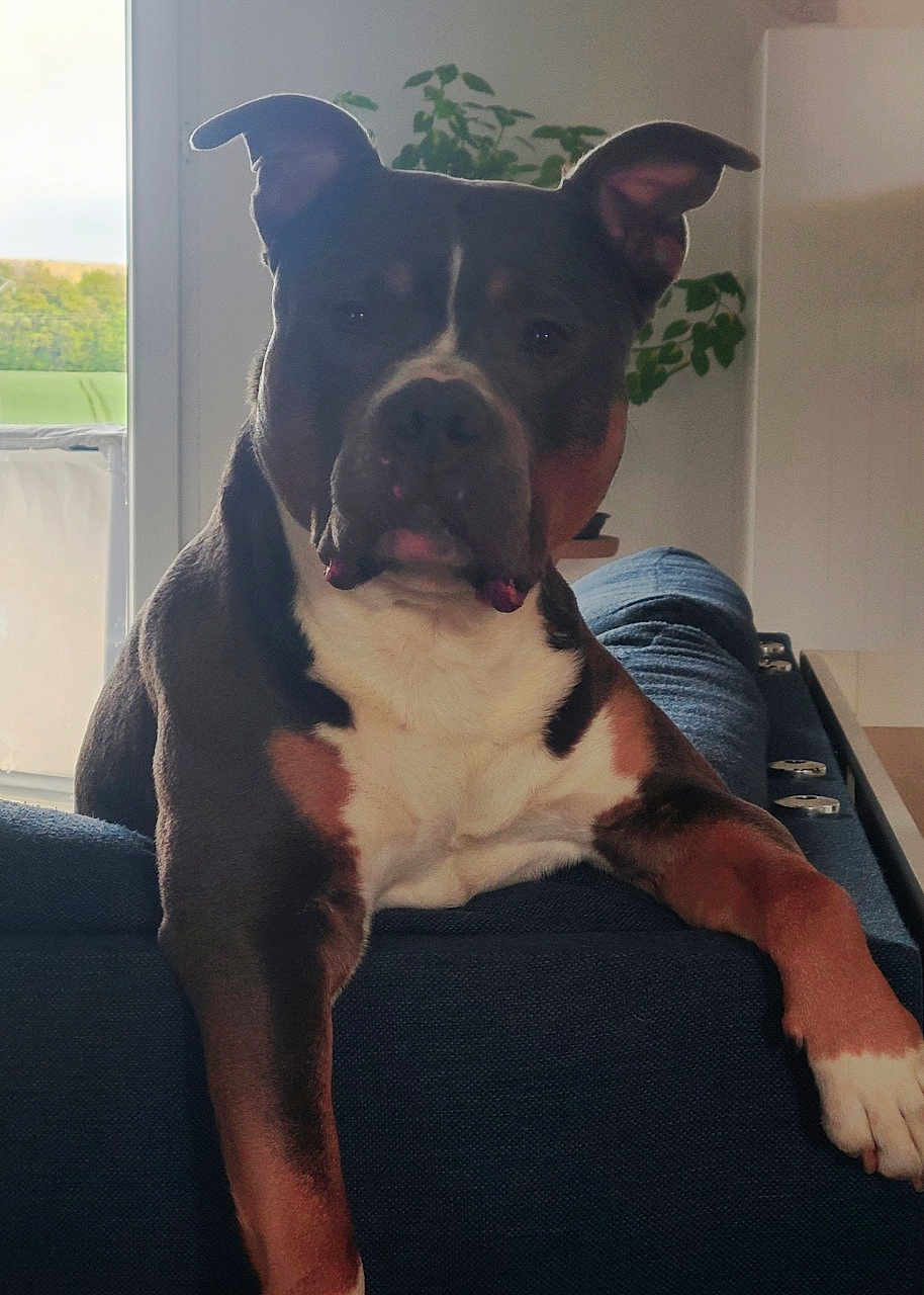 Prague a rejoint le concours — aidez-le/la à gagner de superbes lots ! dog, indoor, couch, relaxed, pet, window, plant, furniture, animal, brown_coat, white_chest, ears_up, portrait, home, natural_light, resting, houseplant, living_room, closeup, calm