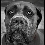 Athéna a rejoint le concours — aidez-le/la à gagner de superbes lots ! dog, close_up, black_and_white, portrait, canine, animal, pet, snout, face, ears, whiskers, fur, expression, outdoor, looking, muzzle, large_dog, monochrome, loyal, friend