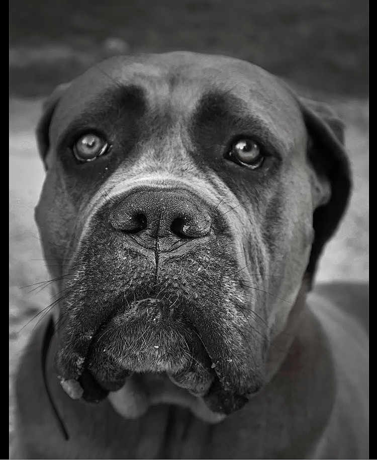 Athéna a rejoint le concours — aidez-le/la à gagner de superbes lots ! dog, close_up, black_and_white, portrait, canine, animal, pet, snout, face, ears, whiskers, fur, expression, outdoor, looking, muzzle, large_dog, monochrome, loyal, friend