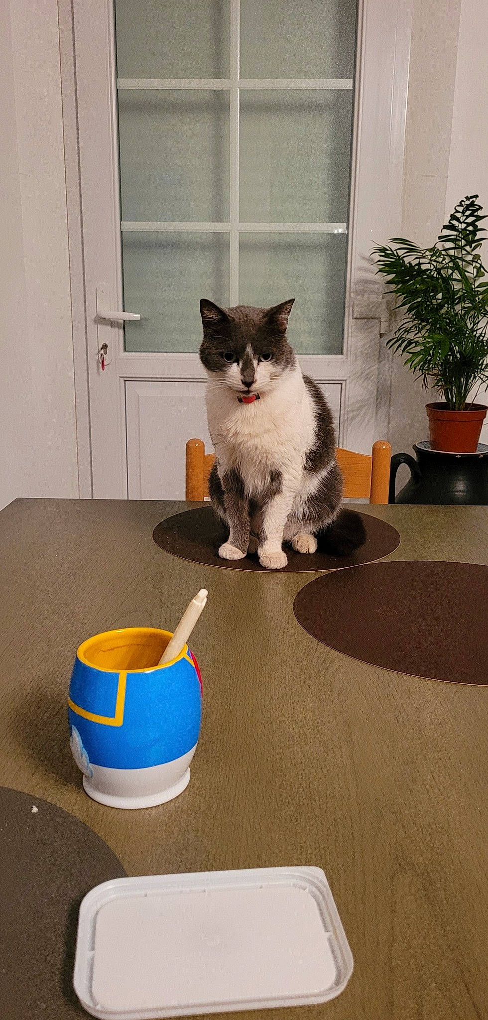 Maya a rejoint le concours — aidez-le/la à gagner de superbes lots ! carnivore, cat, cat_supply, door, drinkware, felidae, floor, flooring, flowerpot, fur, household_supply, houseplant, plant, serveware, small_to_medium_sized_cats, table, tableware, tail, whiskers, window