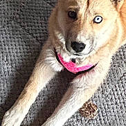 Sahara joined the competition — help win amazing prizes! animal, blanket, canine, companion, cute, dog, domestic, eyes, fur, gray, heterochromia, indoor, legs, looking_at_camera, mammal, paws, pet, pink_collar, portrait, resting