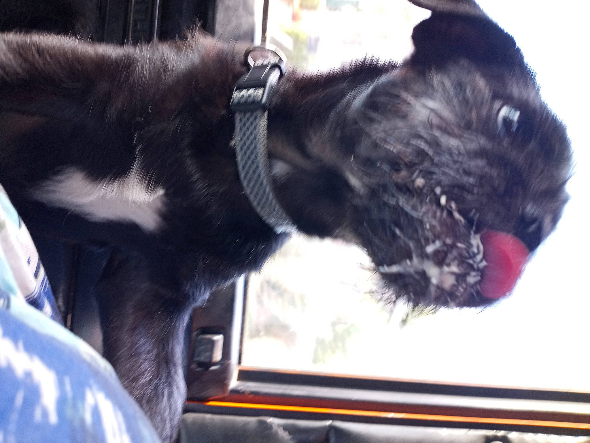 Muttley is registered to the contest to win money with this photo: auto_part, automotive_exterior, carnivore, collar, comfort, companion_dog, dog, dog_breed, dog_collar, foot, fur, gesture, paw, snout, sporting_group, tail, vehicle, vehicle_door, whiskers, windshield