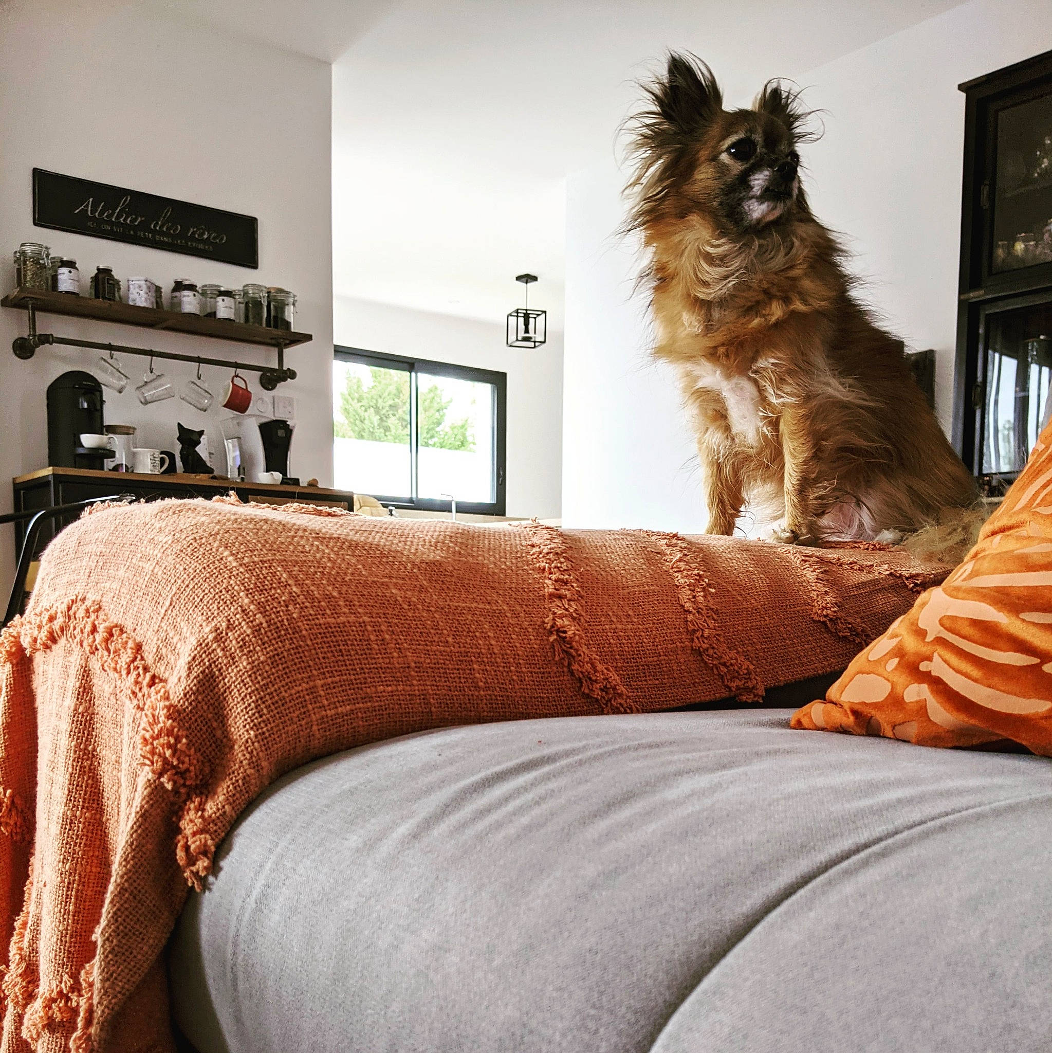 Jodie a rejoint le concours — aidez-le/la à gagner de superbes lots ! carnivore, comfort, companion_dog, dog, dog_breed, fawn, felidae, floor, flooring, fur, hardwood, interior_design, linens, living_room, mammal, picture_frame, room, small_to_medium_sized_cats, television, wood