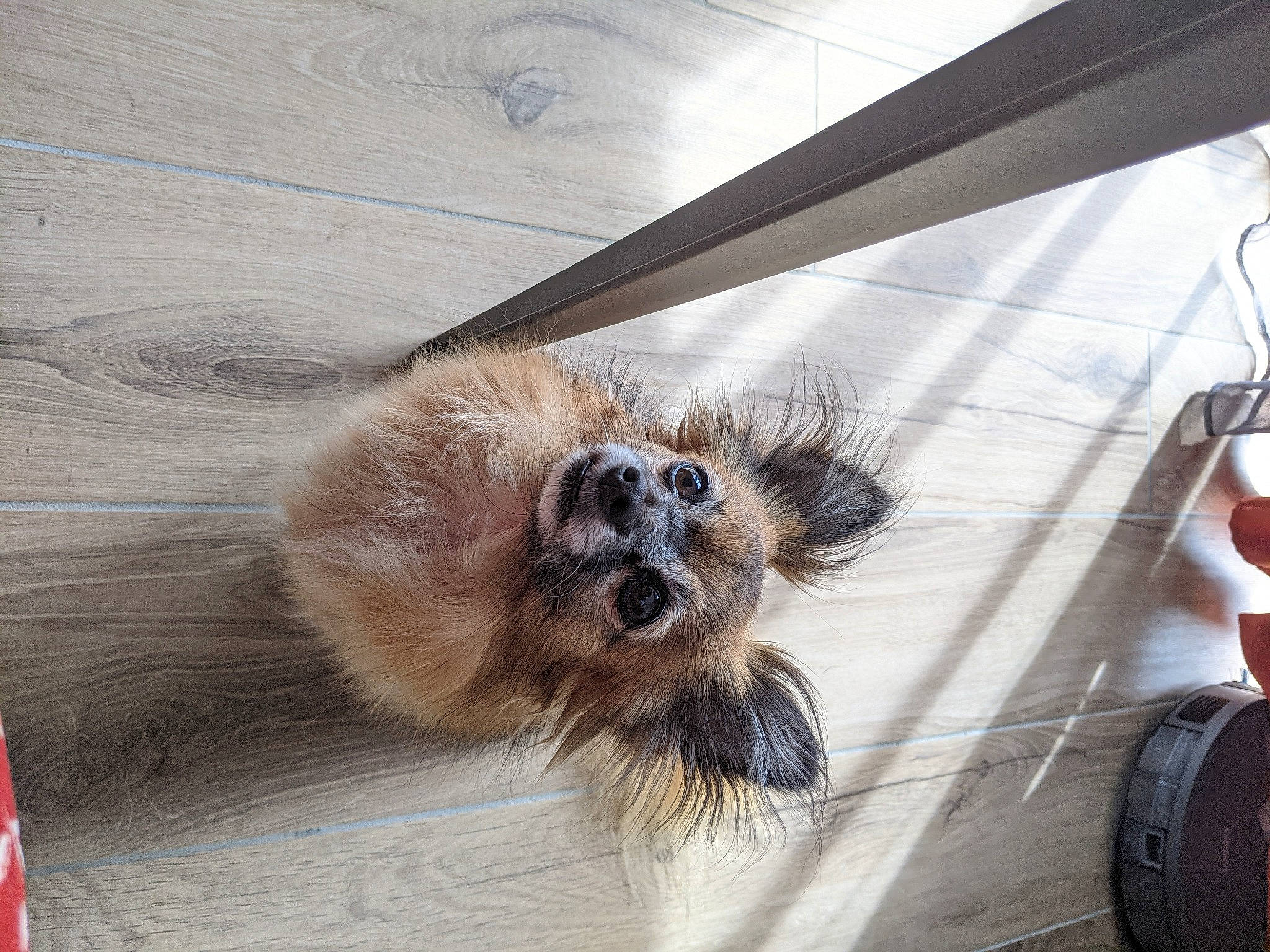 Jodie a rejoint le concours — aidez-le/la à gagner de superbes lots ! carnivore, companion_dog, dog, dog_breed, fawn, felidae, flag, flooring, fur, liver, paw, small_to_medium_sized_cats, snout, tail, terrestrial_animal, toy_dog, whiskers, windshield, wood, working_animal