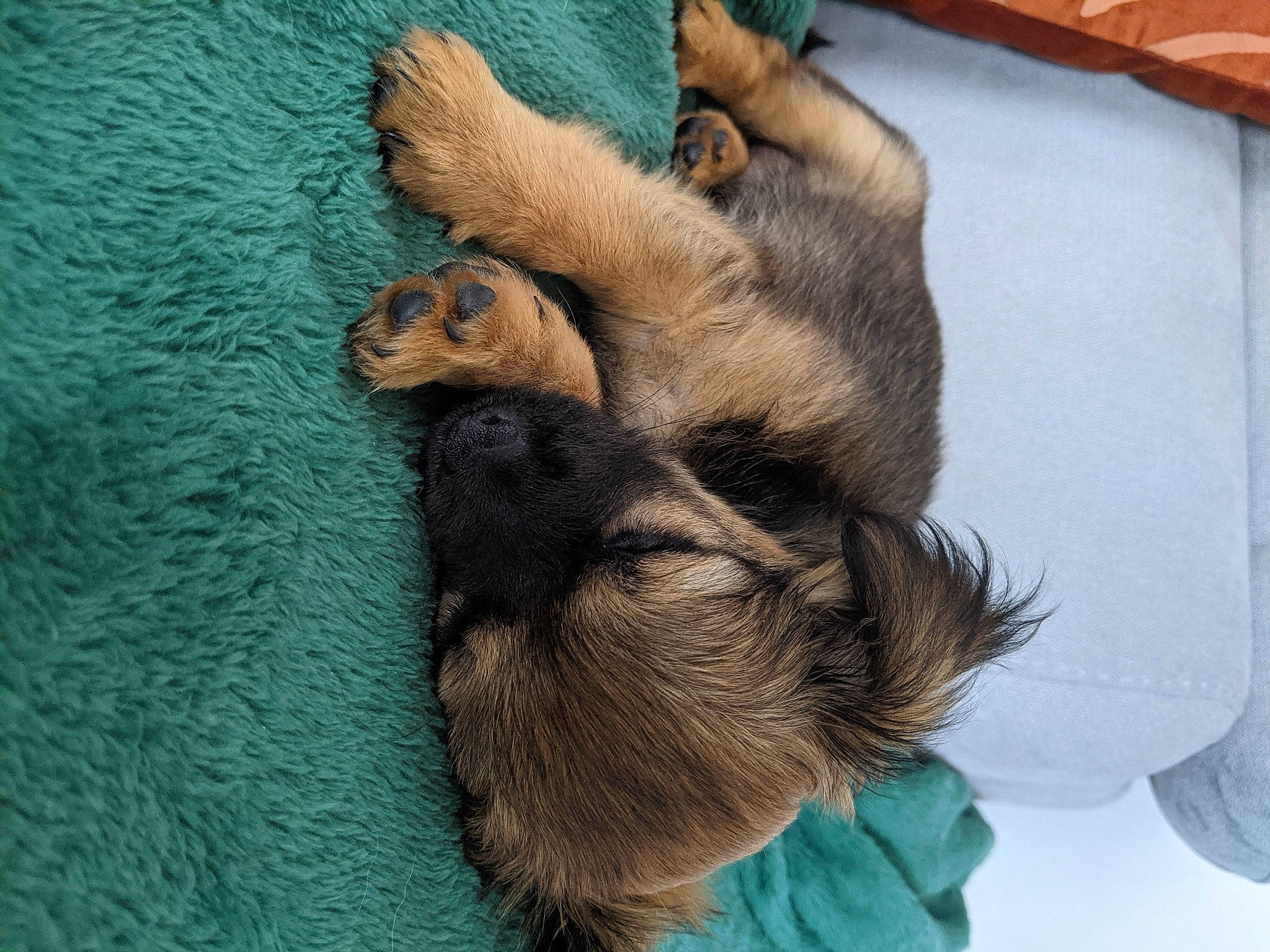 Soho a rejoint le concours — aidez-le/la à gagner de superbes lots ! canidae, carnivore, claw, companion_dog, dog_breed, fawn, felidae, foot, fur, gesture, liver, paw, small_to_medium_sized_cats, snout, sporting_group, tail, tree, vertebrate, whiskers, wood