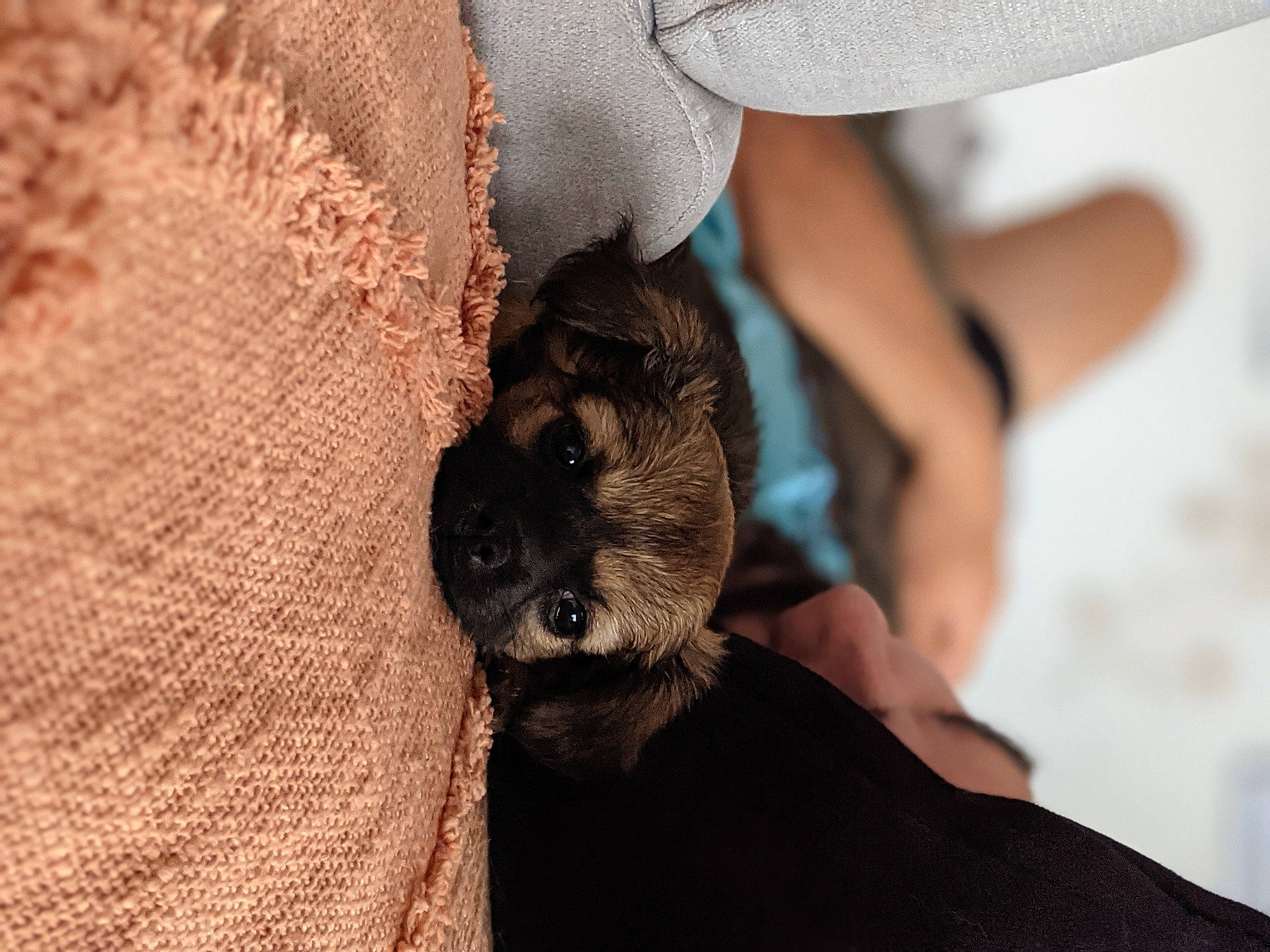 Soho participe au concours pour gagner de l'argent avec cette photo : bat, carnivore, claw, comfort, companion_dog, dog, dog_breed, fawn, felidae, finger, fur, nail, pattern, paw, sporting_group, terrestrial_animal, toy_dog, whiskers, wildlife, wrist