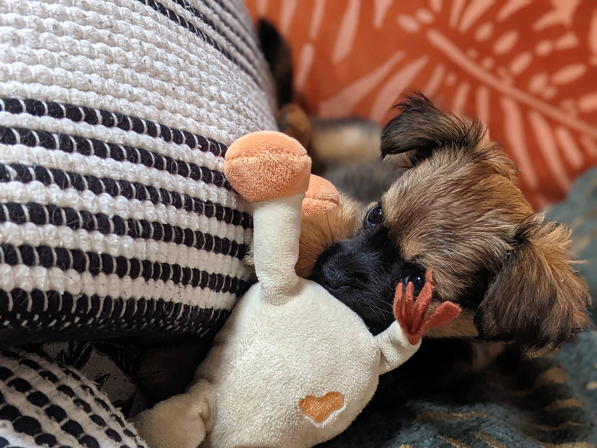 Soho a rejoint le concours — aidez-le/la à gagner de superbes lots ! audio_equipment, automotive_tire, close_up, comfort, companion_dog, dog_breed, fawn, foot, grille, human_leg, leg, mammal, nail, paw, phasianidae, tail, terrestrial_animal, toy, vertebrate, wool