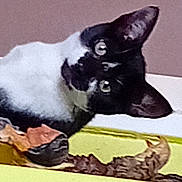 Perle a rejoint le concours — aidez-le/la à gagner de superbes lots ! art, art_paint, carnivore, cat, dog_breed, domestic_short_haired_cat, drawing, felidae, fur, illustration, paint, painting, rectangle, small_to_medium_sized_cats, terrestrial_animal, visual_arts, watercolor_paint, whiskers, working_animal