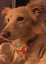 Milo joined the competition — help win amazing prizes! ancient_dog_breeds, art, carnivore, companion_dog, dog, dog_breed, dog_supply, ear, fawn, fur, non_sporting_group, snout, terrestrial_animal, visual_arts, whiskers, working_animal