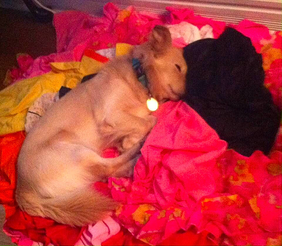 Milo is registered to the contest to win money with this photo: canidae, carnivore, cloud, comfort, companion_dog, dog, dog_breed, dog_clothes, dog_supply, dog_toy, fawn, fur, liver, magenta, pink, sporting_group, tail, toy, toy_dog, working_animal