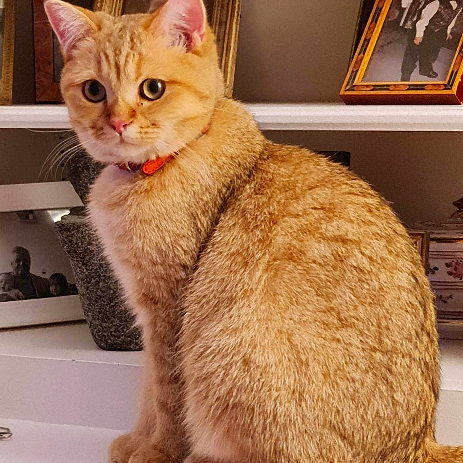 Teo