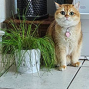 Ambre a rejoint le concours — aidez-le/la à gagner de superbes lots ! cat, indoor, plant, pot, grass, floor, tile, orange_cat, pet, animal, whiskers, heart_tag, fur, ears, eyes, home, appliance, decor, curious, sitting