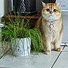 cat, indoor, plant, pot, grass, floor, tile, orange_cat, pet, animal, whiskers, heart_tag, fur, ears, eyes, home, appliance, decor, curious, sitting