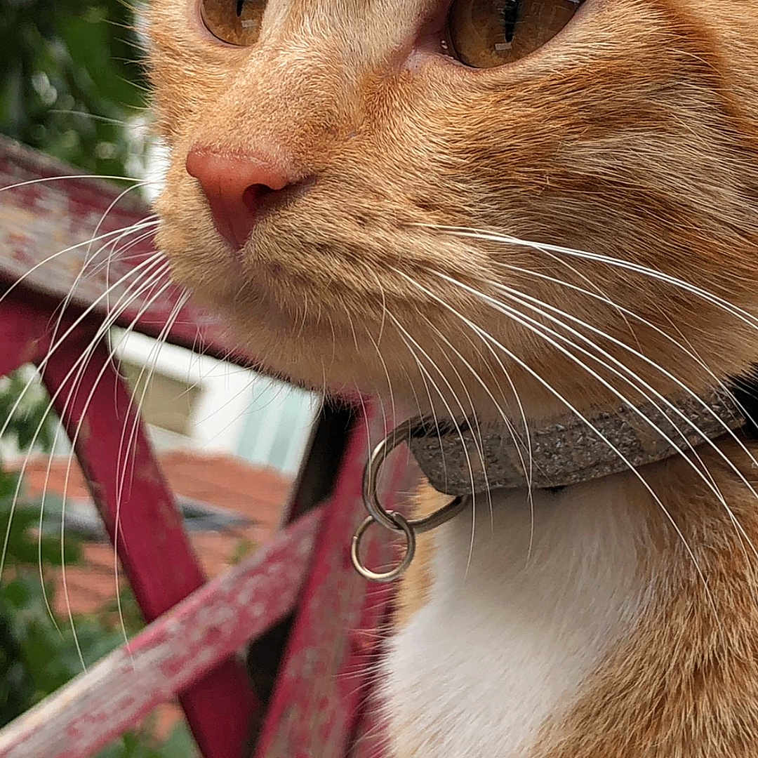 Nala