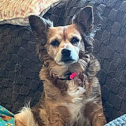 Skittles is registered to the contest to win money with this photo: alert, blanket, canine, closeup, collar, couch, cozy, dog, domestic, ears, fur, gaze, indoor, muzzle, pet, pillow, pink_collar, portrait, sitting, whiskers