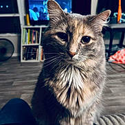 Chloe joined the competition — help win amazing prizes! cat, fluffy_cat, indoor, living_room, person_lap, fur, whiskers, pet, domestic_cat, feline, television, bookshelf, flooring, lighter, furniture, window, curtains, relaxation, home, cozy