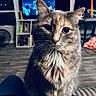 cat, fluffy_cat, indoor, living_room, person_lap, fur, whiskers, pet, domestic_cat, feline, television, bookshelf, flooring, lighter, furniture, window, curtains, relaxation, home, cozy