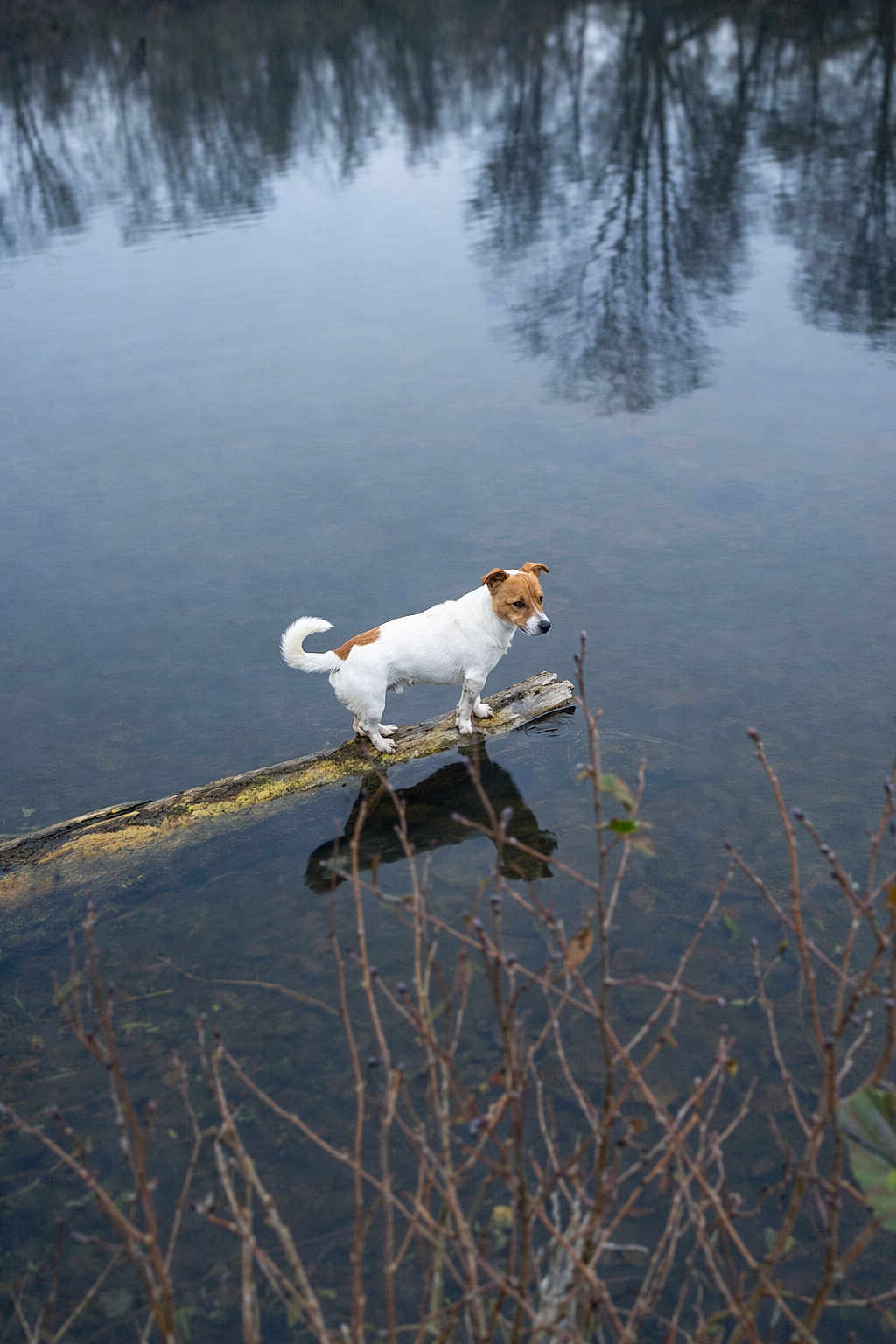 Magnus a rejoint le concours — aidez-le/la à gagner de superbes lots ! dog, water, log, reflection, pond, outdoor, nature, tree, branch, animal, calm, still_water, lake, wildlife, pet, standing, brown_and_white, canine, quiet, scenic