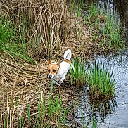 Magnus a rejoint le concours — aidez-le/la à gagner de superbes lots ! dog, jack_russell_terrier, grass, pond, water, wetland, marsh, nature, outdoor, animal, canine, brown_and_white, small_dog, alert, adventure, wet_grass, wildlife, exploration, daylight, environment