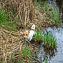 dog, jack_russell_terrier, grass, pond, water, wetland, marsh, nature, outdoor, animal, canine, brown_and_white, small_dog, alert, adventure, wet_grass, wildlife, exploration, daylight, environment