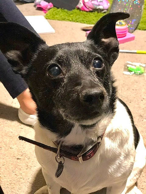 Nemo is registered to the contest to win money with this photo: canidae, carnivore, dog, dog_breed, feist, formosan_mountain_dog, mammal, mcnab, potcake_dog, rare_breed_dog, rat_terrier, snout, sporting_group, vertebrate, whiskers