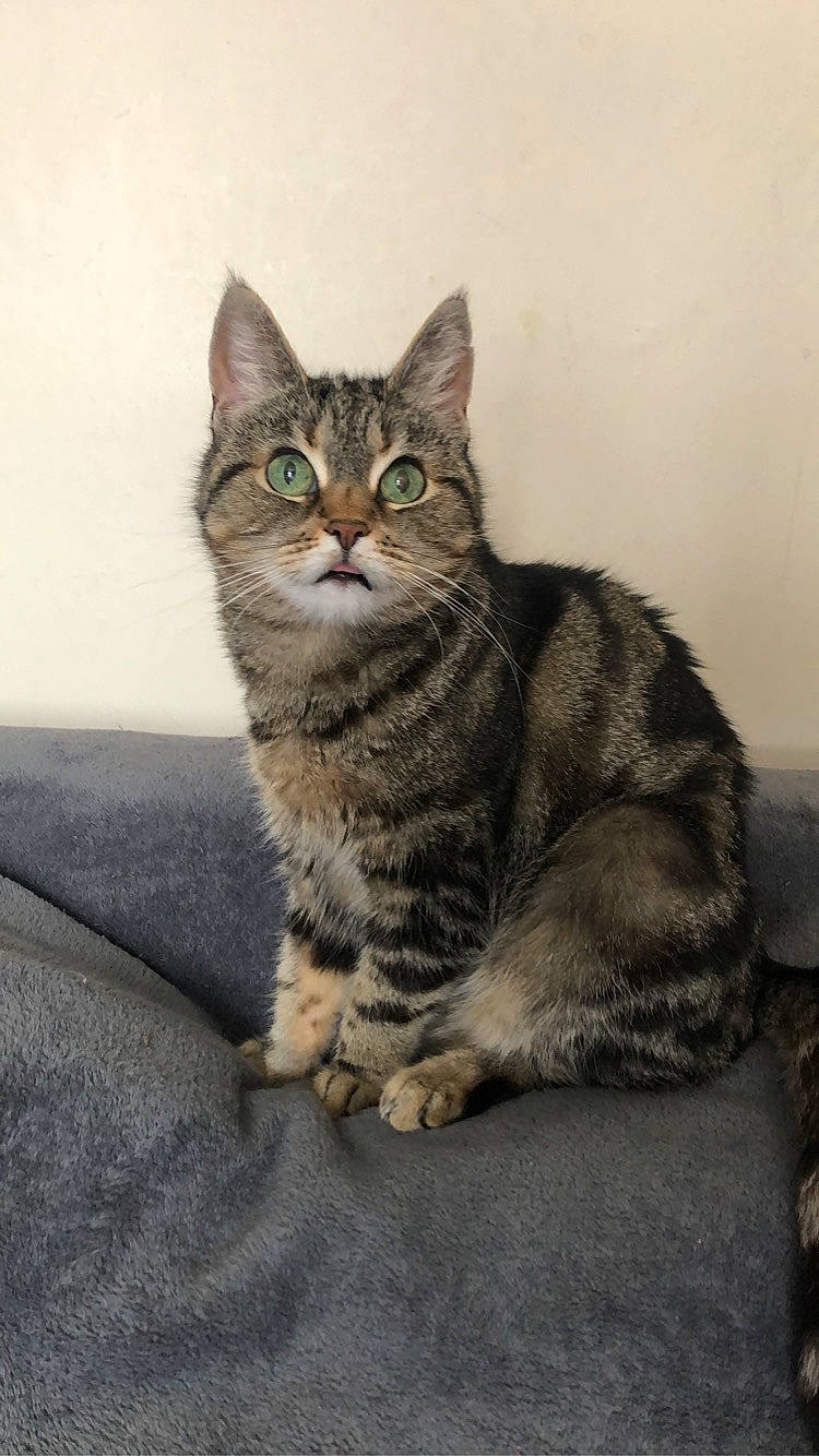 Whiskas is registered to the contest to win money with this photo: aegean_cat, american_shorthair, american_wirehair, asian, australian_mist, california_spangled, carnivore, cat, domestic_short_haired_cat, dragon_li, european_shorthair, felidae, mammal, pixie_bob, small_to_medium_sized_cats, sokoke, tabby_cat, vertebrate, whiskers, wild_cat