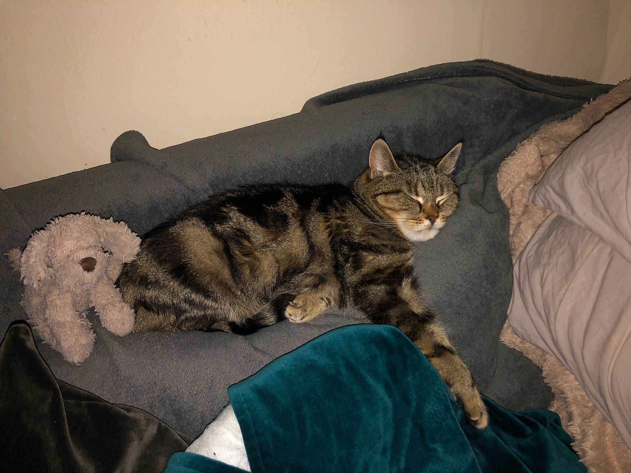 Whiskas is registered to the contest to win money with this photo: american_shorthair, asian, australian_mist, california_spangled, carnivore, cat, comfort, domestic_short_haired_cat, dragon_li, european_shorthair, felidae, fur, kitten, mammal, ocicat, pixie_bob, small_to_medium_sized_cats, tabby_cat, tail, whiskers