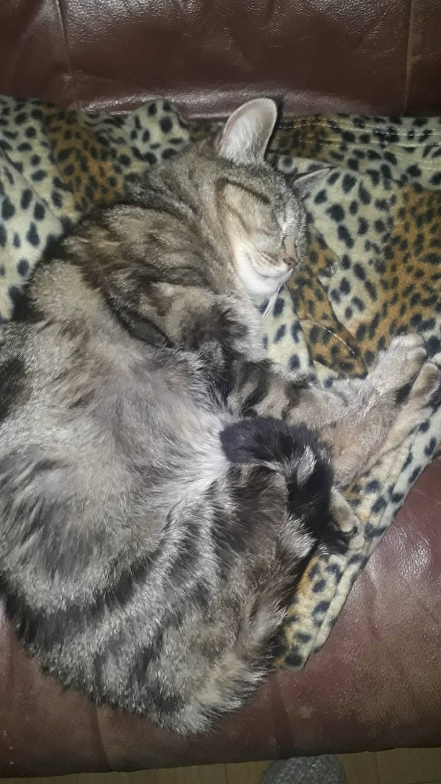 Whiskas joined the competition — help win amazing prizes! american_shorthair, bengal, carnivore, cat, dragon_li, egyptian_mau, felidae, fur, kitten, leopard, mammal, ocelot, savannah, small_to_medium_sized_cats, snow_leopard, terrestrial_animal, vertebrate, whiskers, wild_cat, wildlife