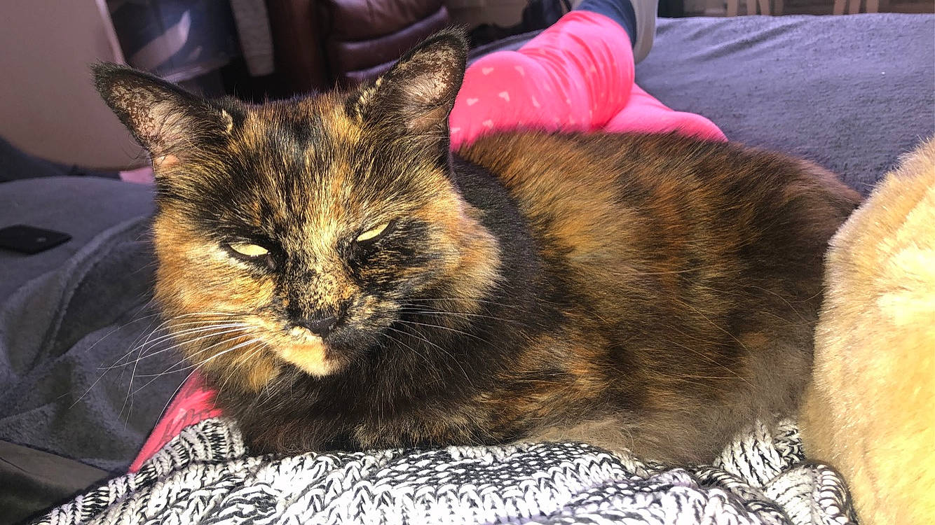 Cookie is registered to the contest to win money with this photo: american_shorthair, asian, carnivore, cat, cymric, domestic_short_haired_cat, dragon_li, european_shorthair, fawn, felidae, fur, german_rex, kitten, mammal, small_to_medium_sized_cats, tabby_cat, whiskers, wild_cat