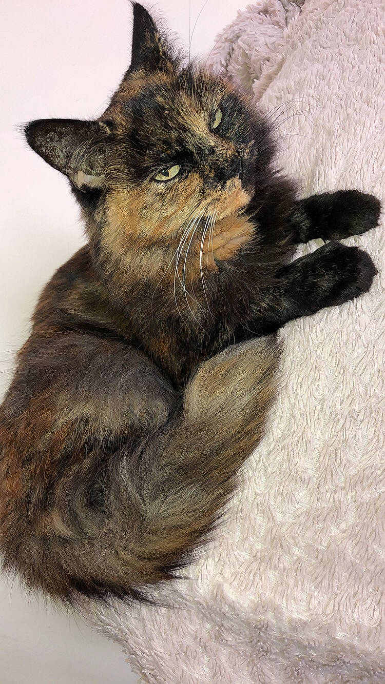 Cookie joined the competition — help win amazing prizes! asian, asian_semi_longhair, british_semi_longhair, carnivore, cat, claw, domestic_long_haired_cat, domestic_short_haired_cat, felidae, fur, kitten, maine_coon, mammal, norwegian_forest_cat, oriental_longhair, paw, small_to_medium_sized_cats, somali, tail, whiskers