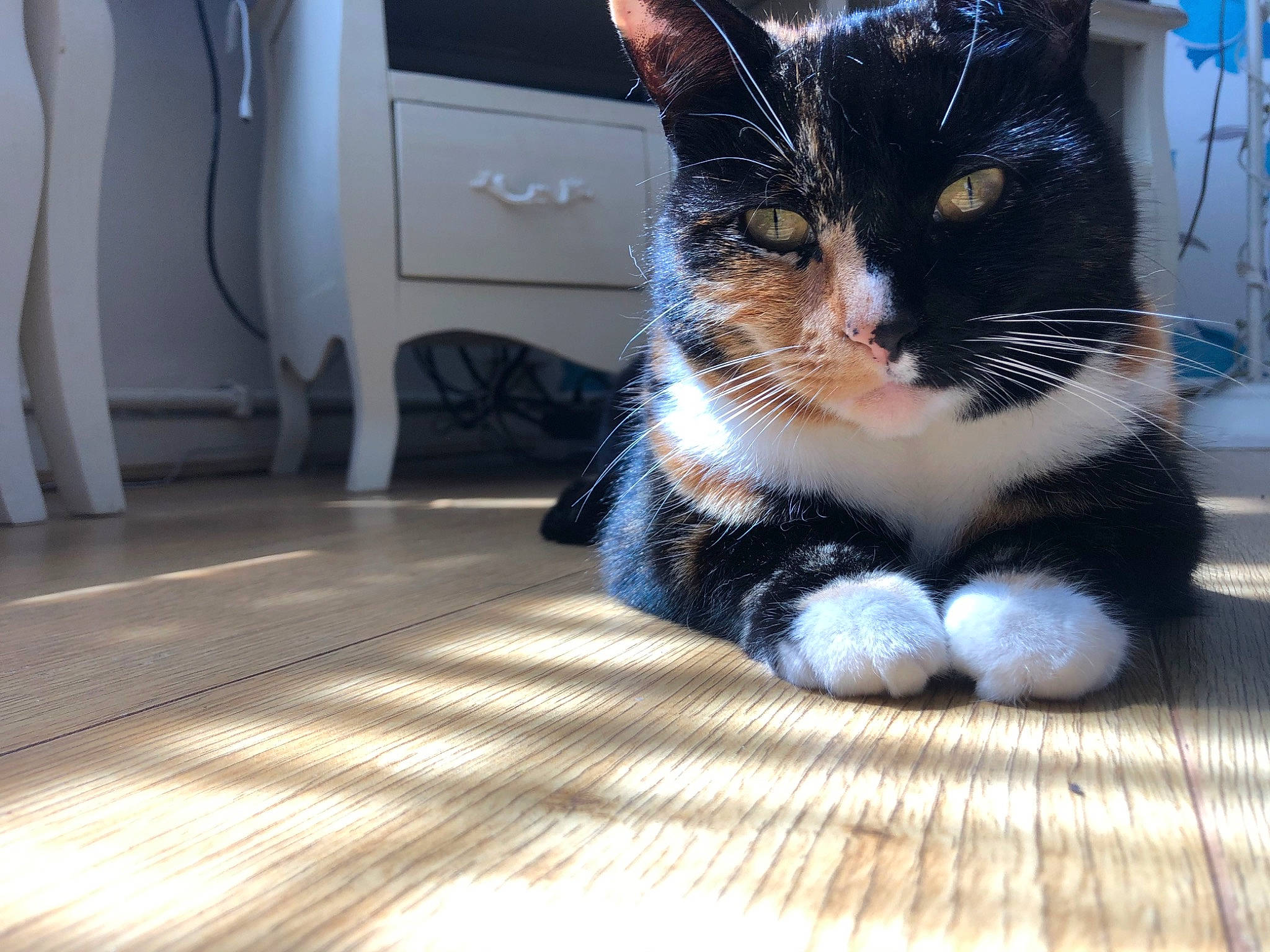 Crumble is registered to the contest to win money with this photo: aegean_cat, american_wirehair, asian, carnivore, cat, domestic_short_haired_cat, european_shorthair, eye, felidae, floor, flooring, fur, kitten, mammal, paw, polydactyl_cat, small_to_medium_sized_cats, snapshot, snout, whiskers