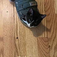 Queenie is registered to the contest to win money with this photo: kitten, cat, sandal, shoe, wooden_floor, black_and_white, pet, animal, curious, indoor, small, cute, feline, domestic_animal, flooring, playful, cozy, resting, looking_up, household