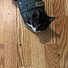 kitten, cat, sandal, shoe, wooden_floor, black_and_white, pet, animal, curious, indoor, small, cute, feline, domestic_animal, flooring, playful, cozy, resting, looking_up, household