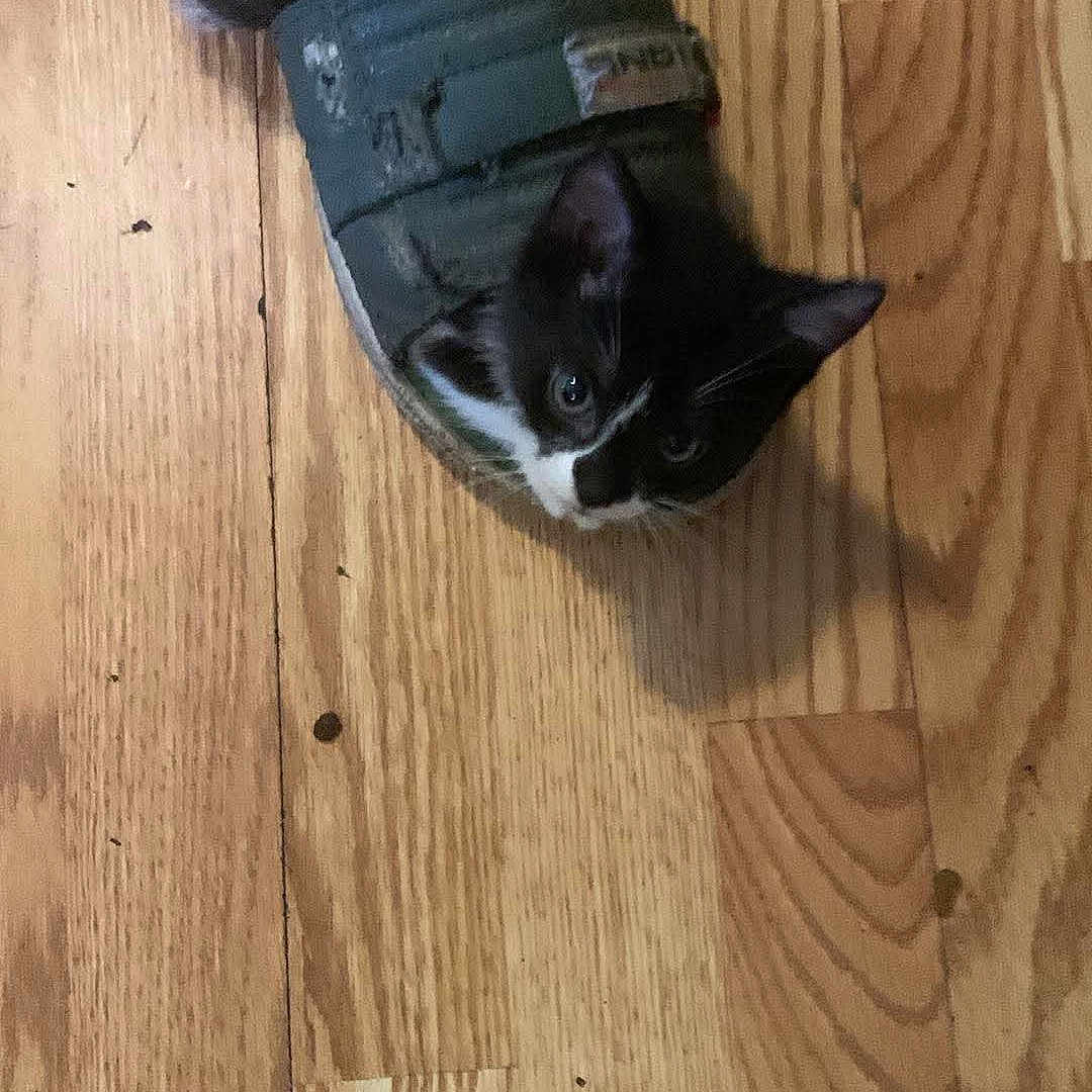 Queenie is registered to the contest to win money with this photo: kitten, cat, sandal, shoe, wooden_floor, black_and_white, pet, animal, curious, indoor, small, cute, feline, domestic_animal, flooring, playful, cozy, resting, looking_up, household
