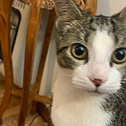 Princess joined the competition — help win amazing prizes! cat, tabby, indoor, wooden_table, carved_furniture, floor, cables, curious, pet, animal, close_up, face, whiskers, ears, eyes, fur, domestic, home, portrait, looking
