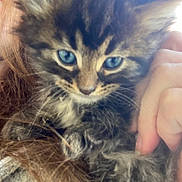 Coco Puff joined the competition — help win amazing prizes! kitten, cat, furry, blue_eyes, closeup, pet, animal, hand, hair, fuzzy, cute, domestic_animal, whiskers, young, mammal, face, portrait, indoor, soft, cuddle